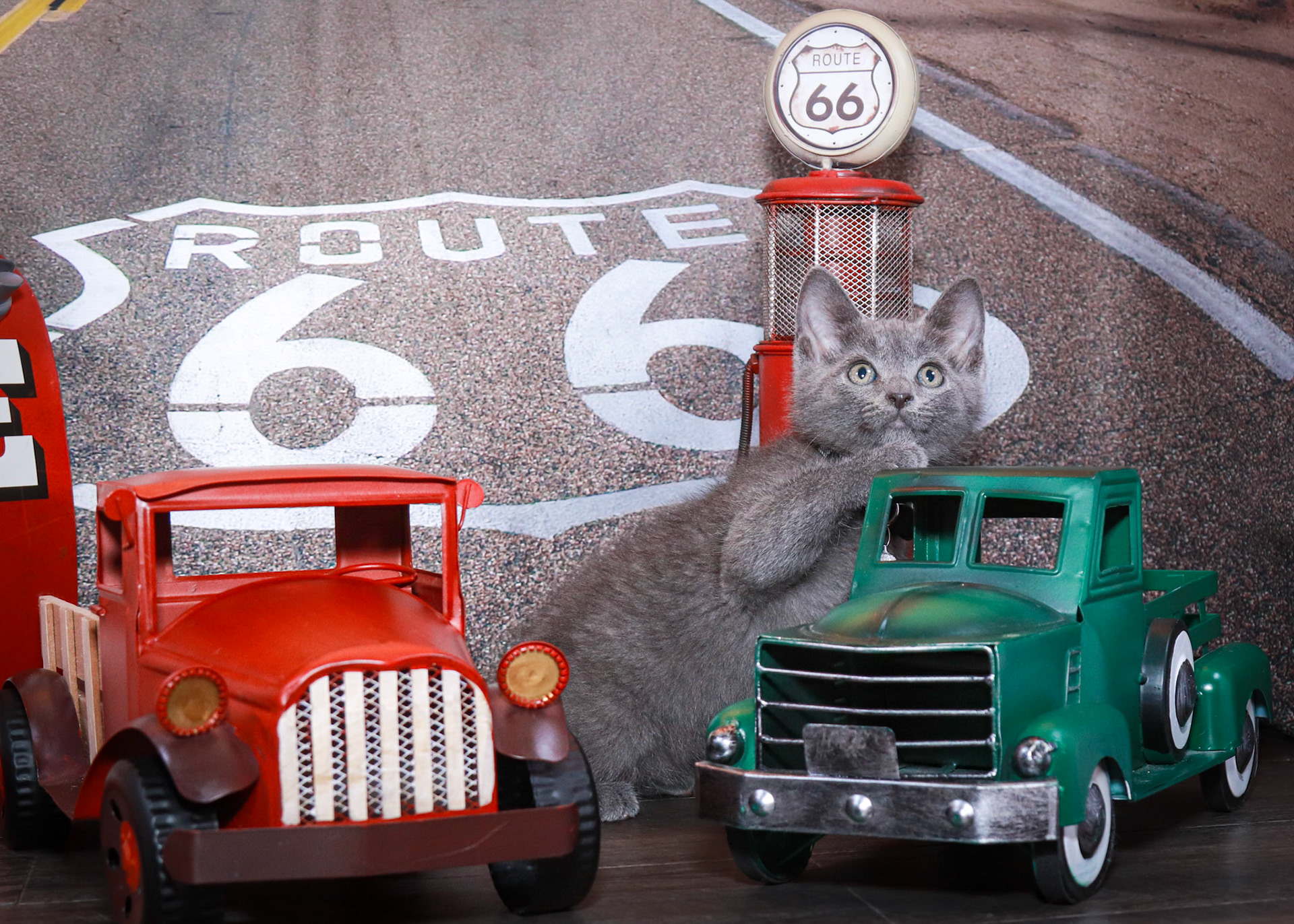 Rubble (M-DSH-Russian Blue Mix)
