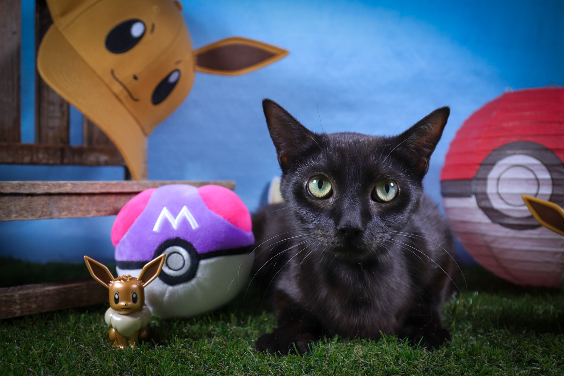 Eevee (F-DSH-Black/Mom)