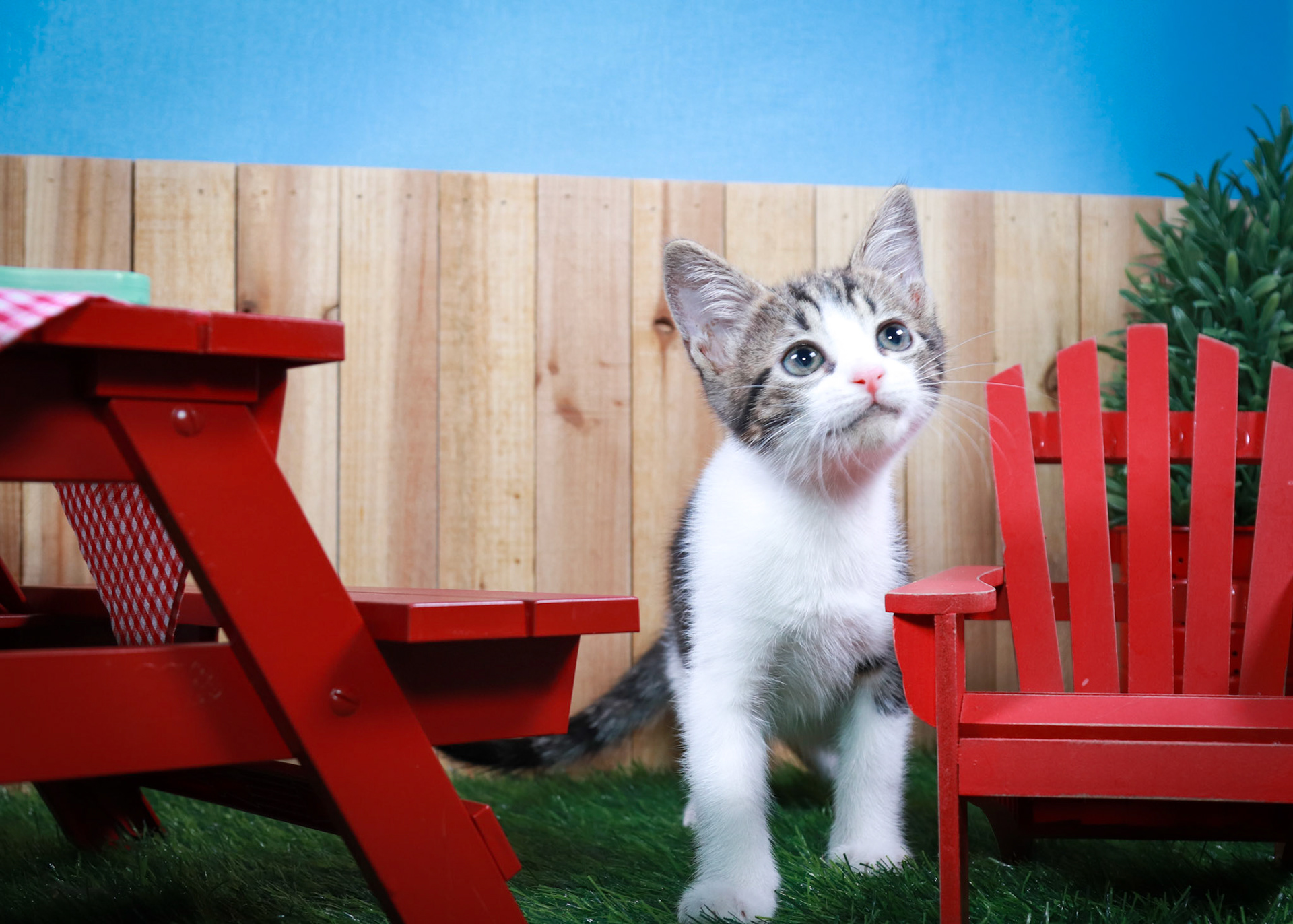 Zinnia (F-DSH-Tabby/White)