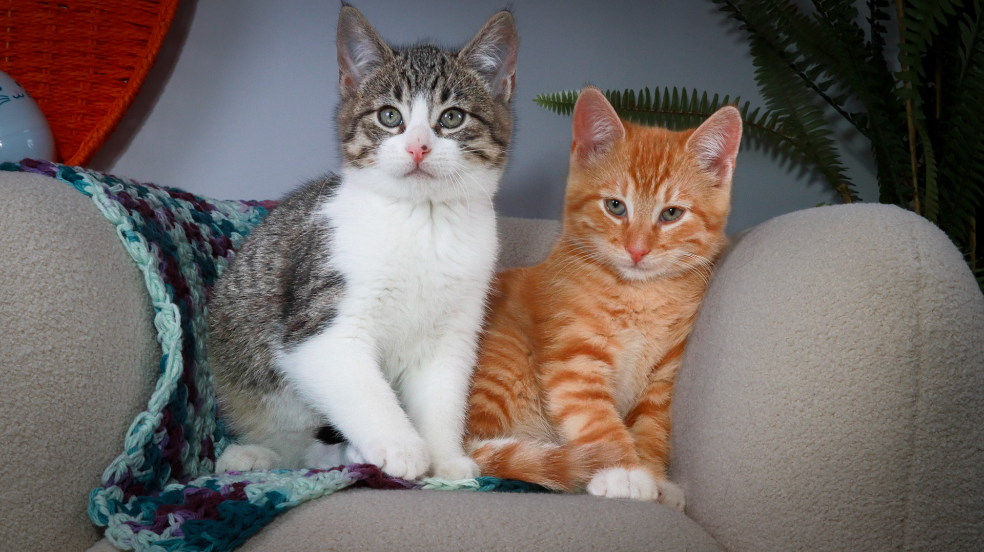 Gus (M-DSH-Tabby/White), Woodrow (M-DSH-Ginger)