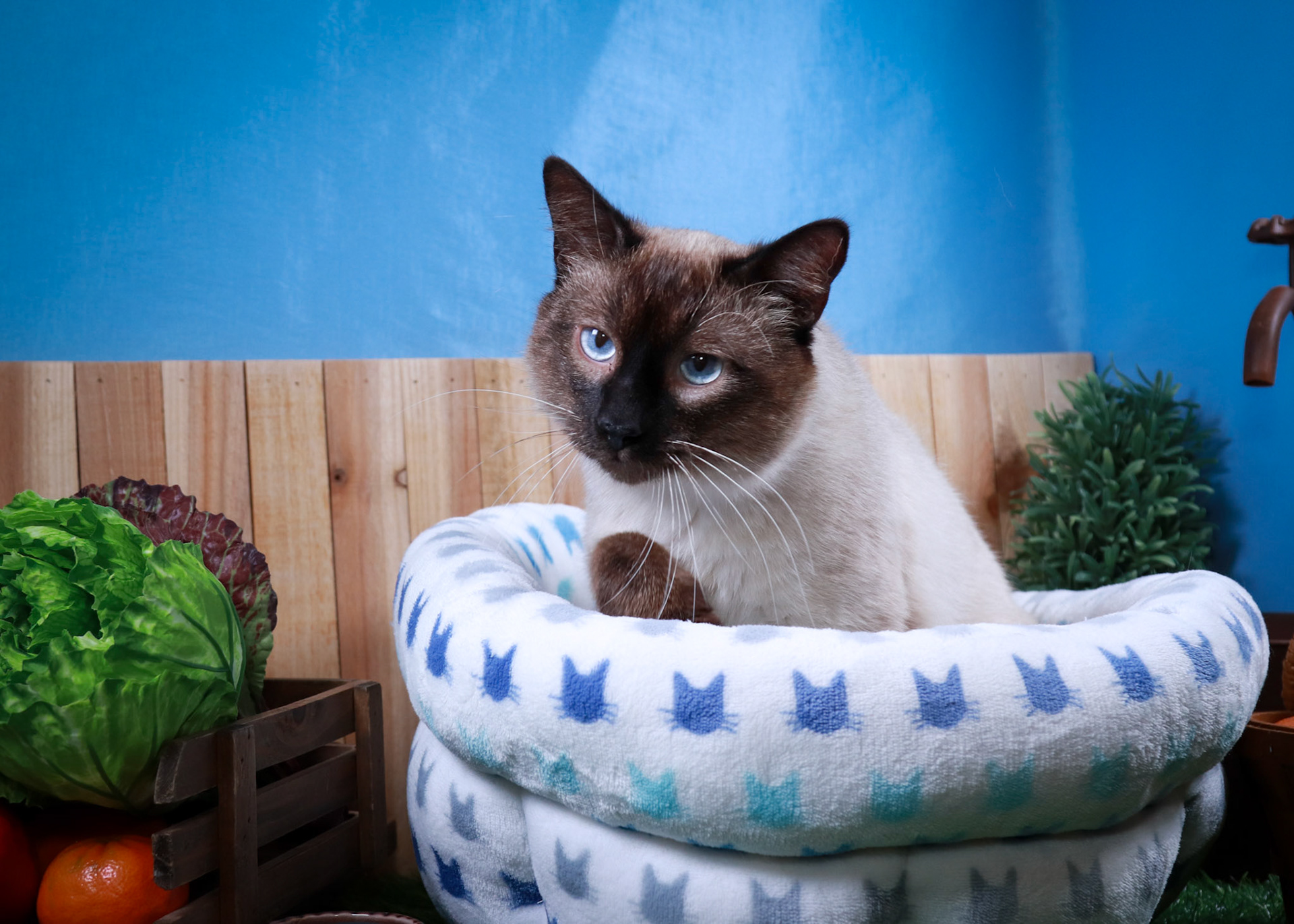 Amir (M-DSH-Siamese)