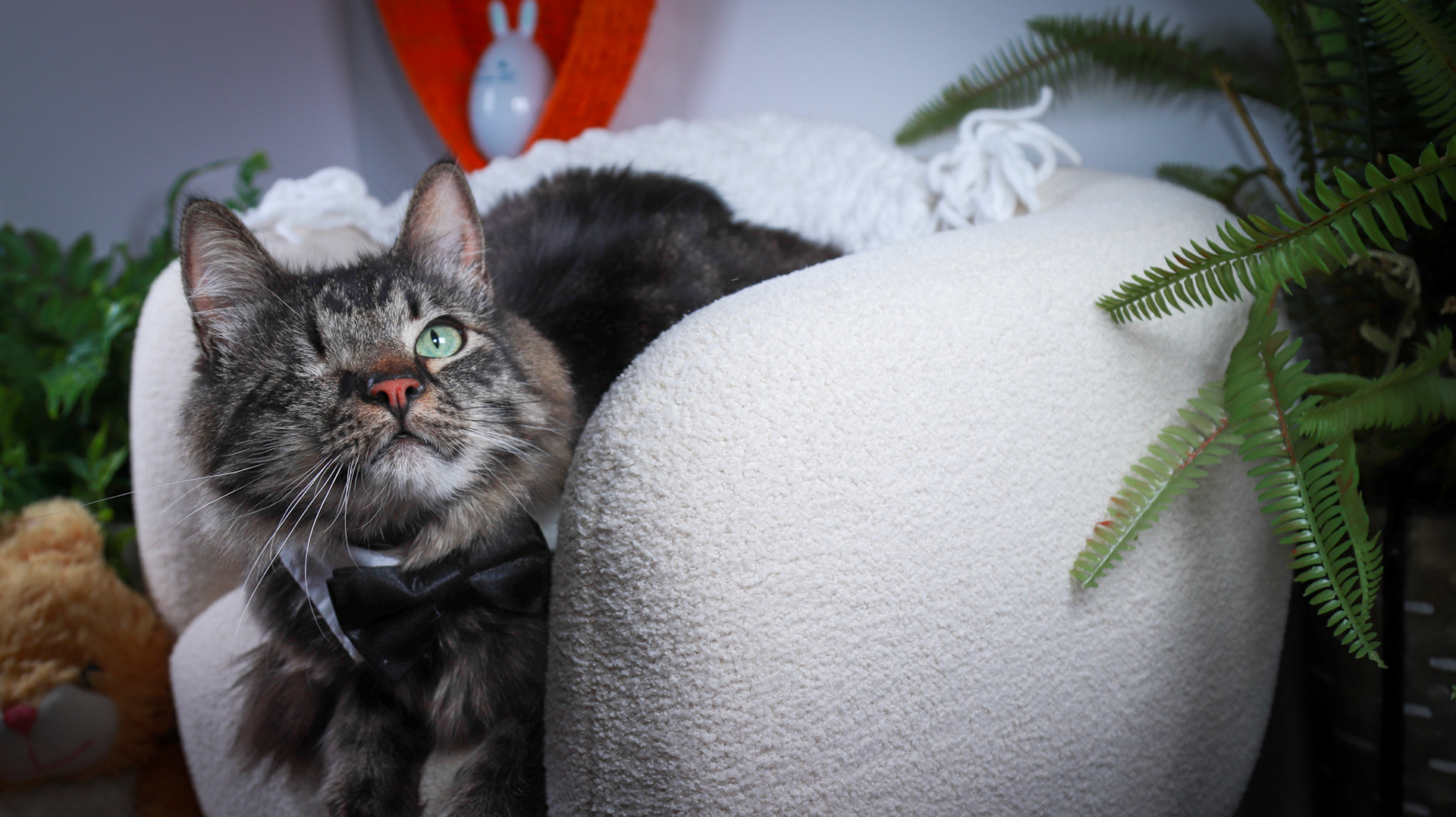 Bucky (M-DMH-Tabby)