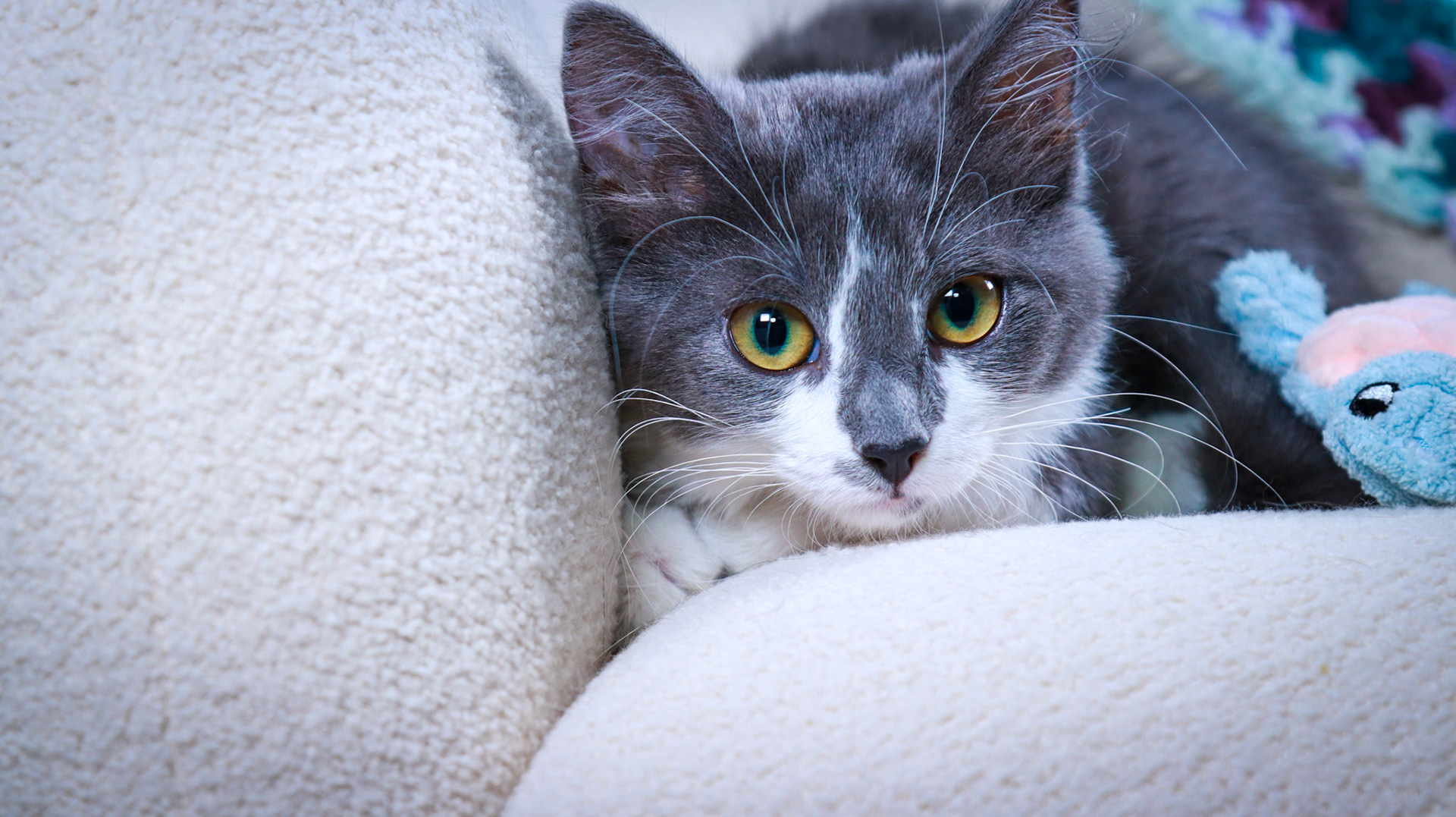 Sweet Beauty (F-DSH-Gray/White)