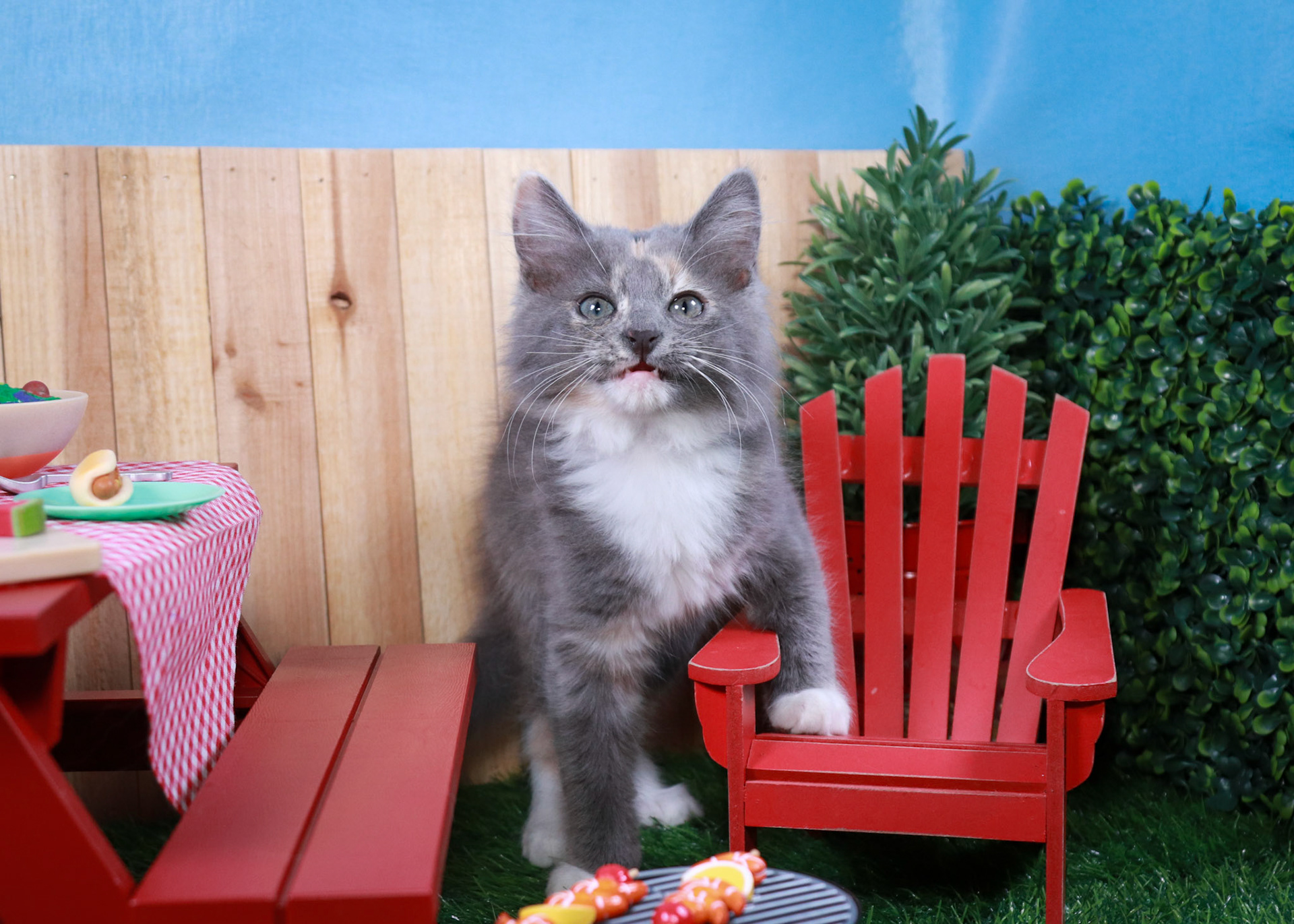 Bean (F-DMH-Dilute/Calico)