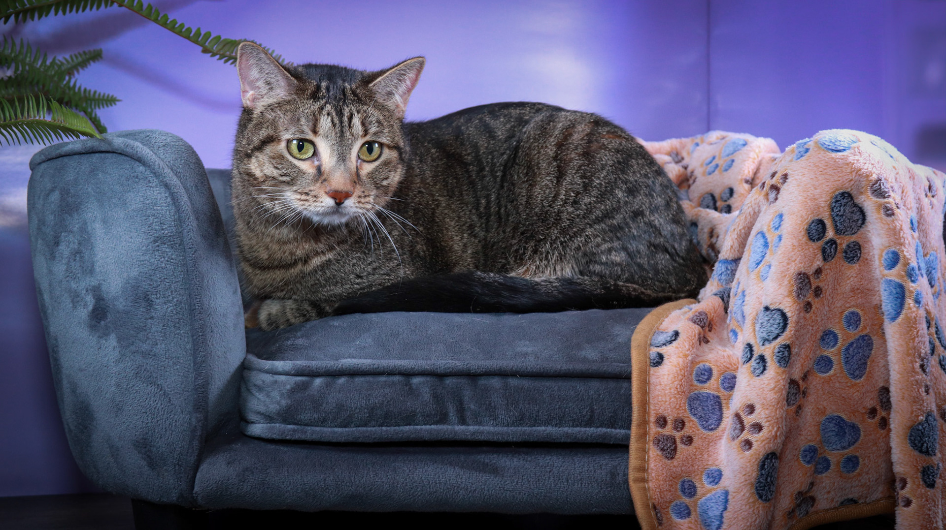 Tommy (M-DSH-Brown/Black/Tabby)