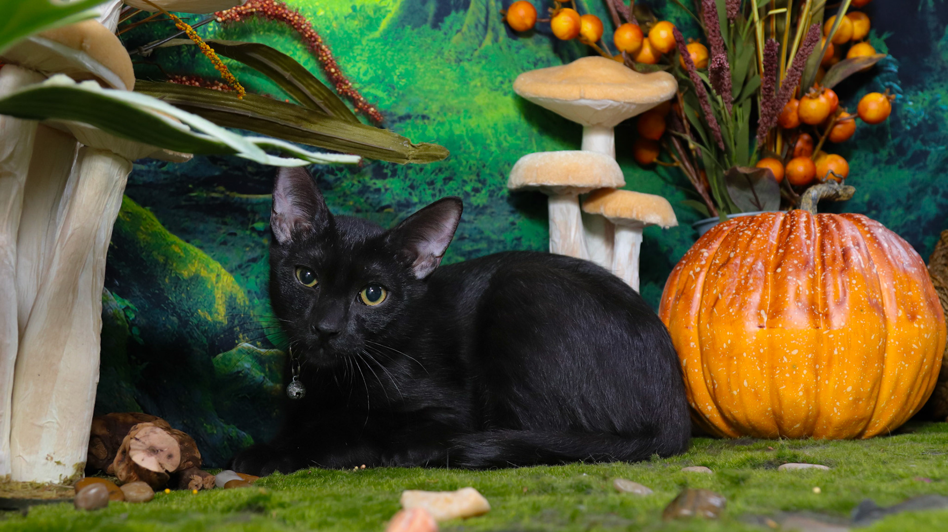 Raven (M-DSH-Black)