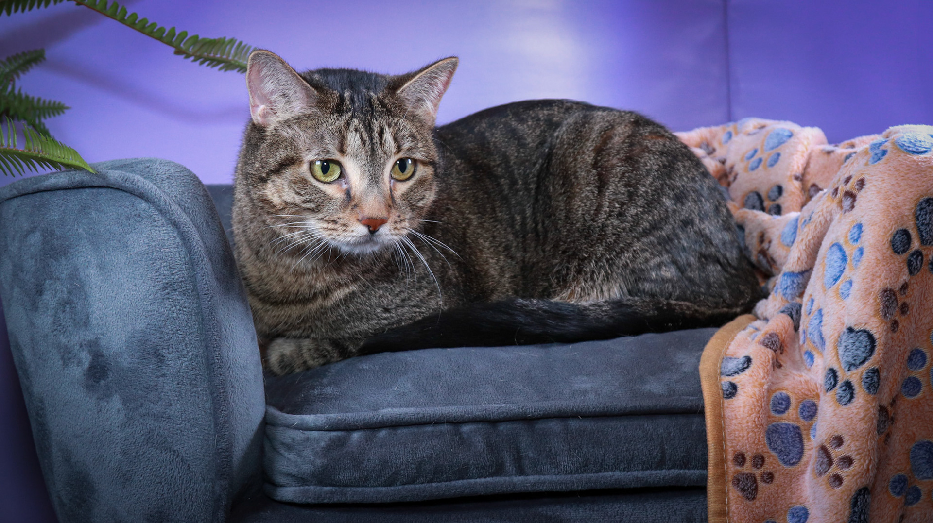 Tommy (M-DSH-Brown/Black/Tabby)