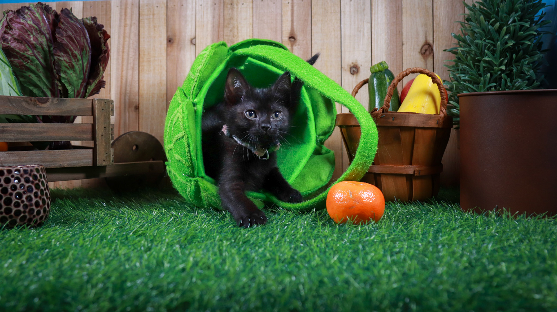 Otter (F-DSH-Black)