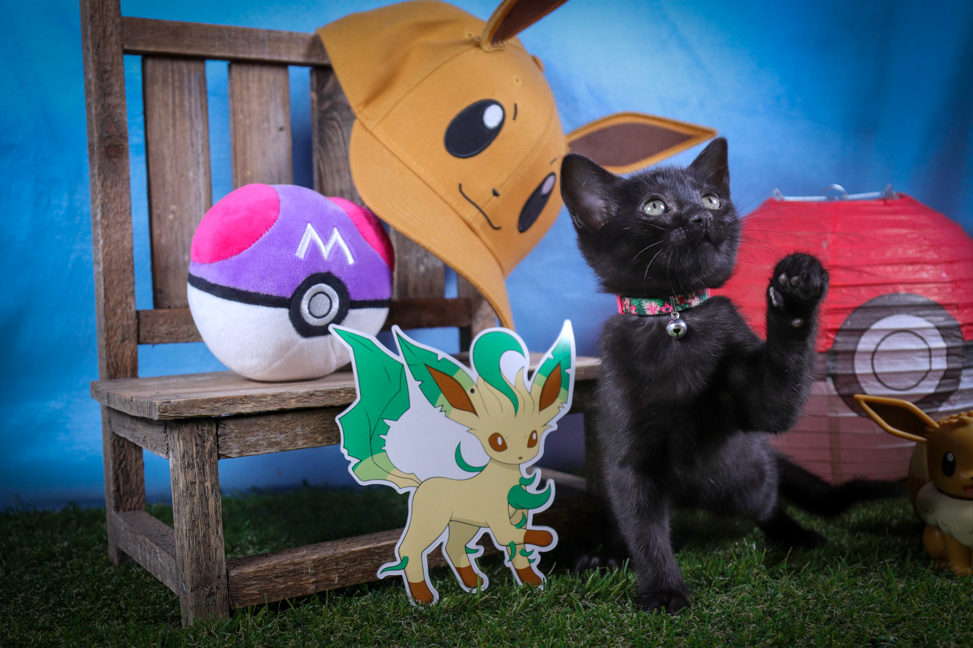 Leafeon (F-DSH-Black)