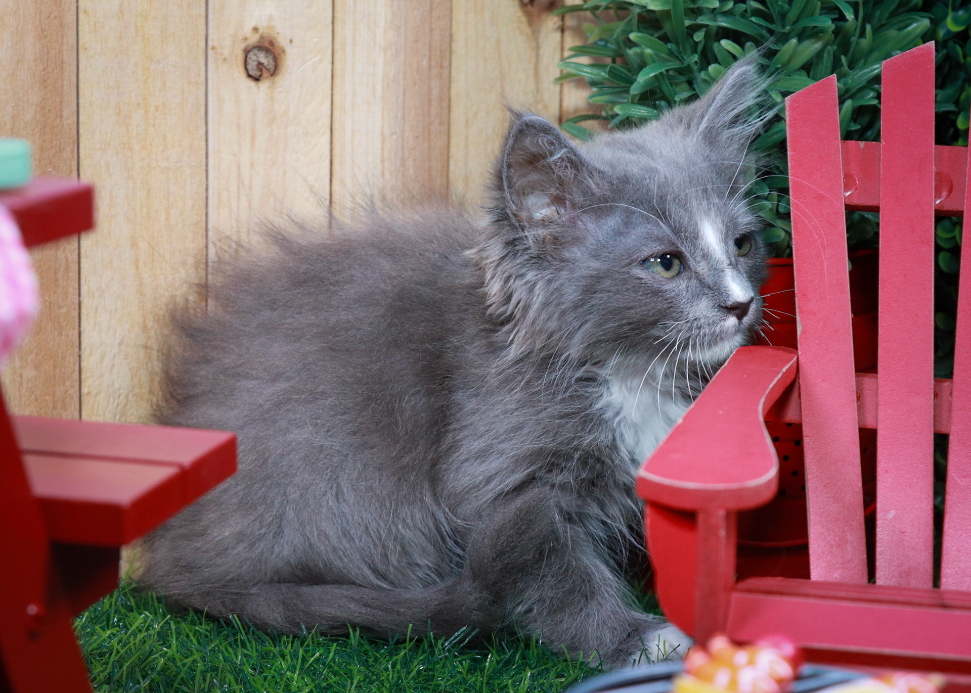 Pepper (M-DLH-Gray/White/Tuxie)