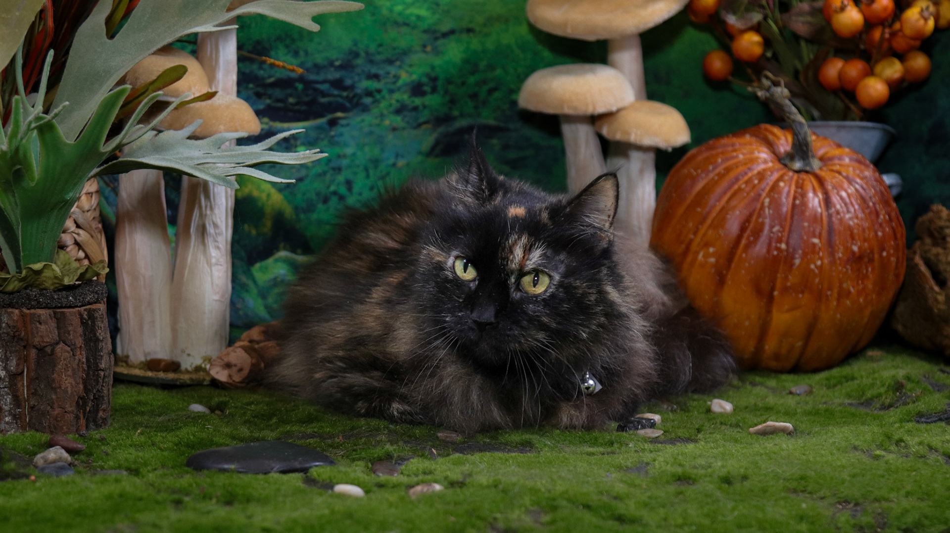 Mochi (F-DLH-Tortie)