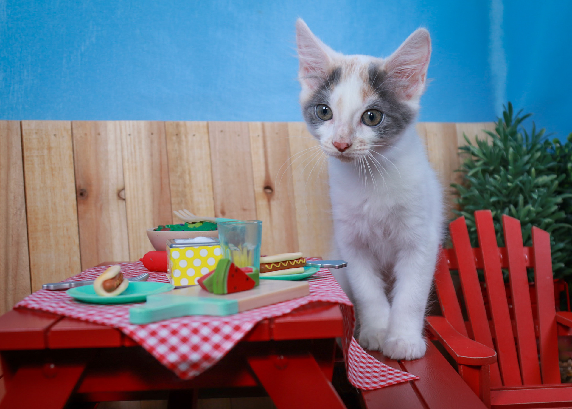 Coconut (F-DSH-Dilute/Calico)