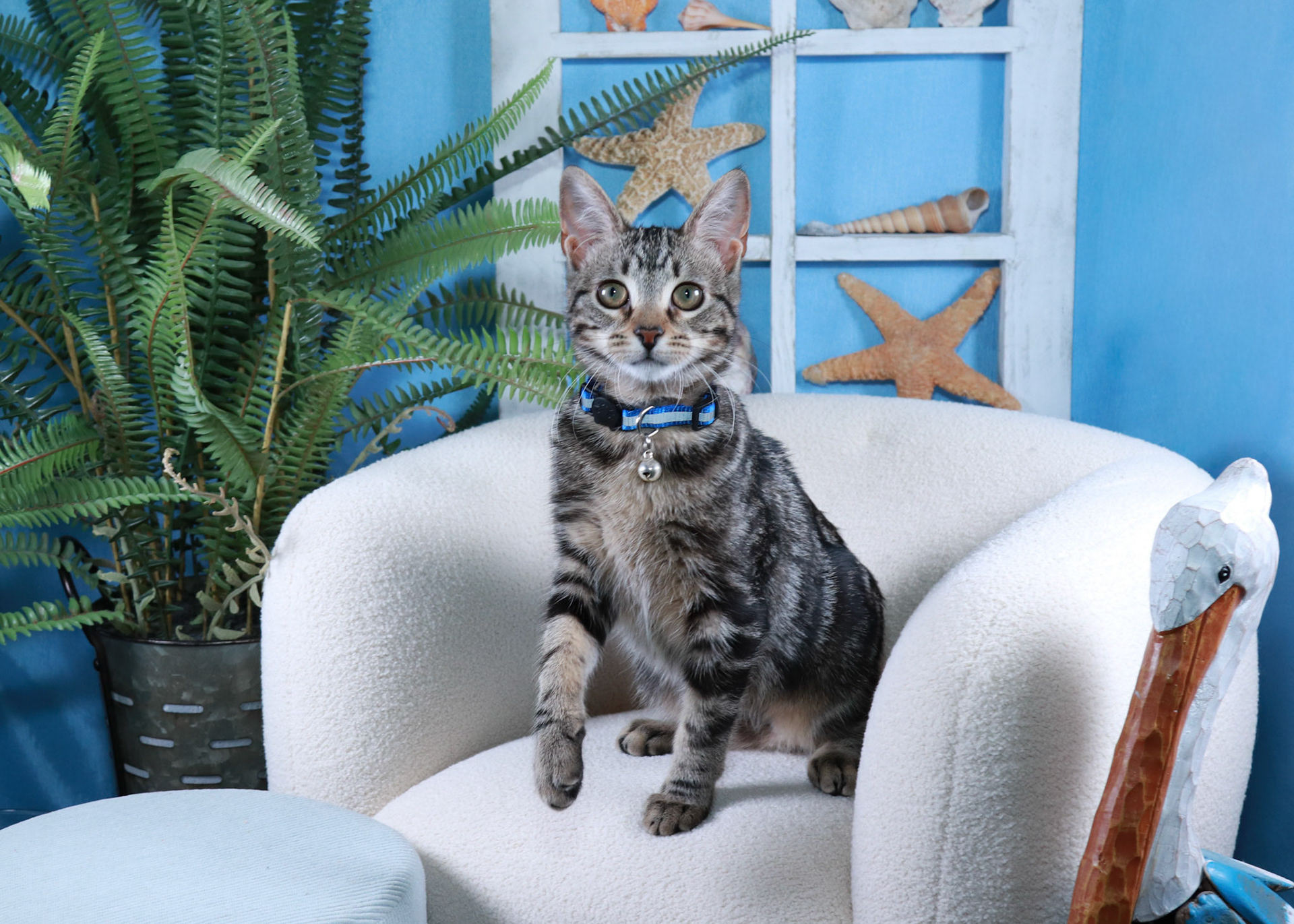 Nooki (F-DSH-Tabby)