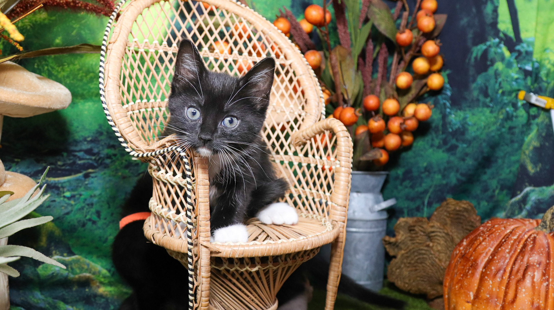 Olive (F-DSH-Polydactyl/Black/White/Tuxie)