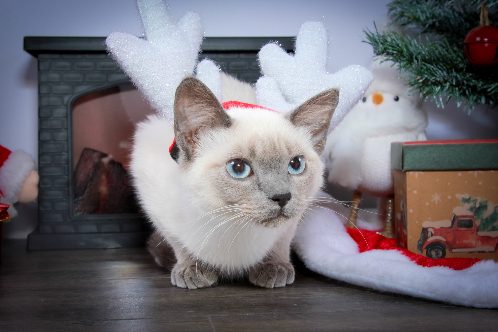 Grit (F-DSH-Seal Point Siamese)