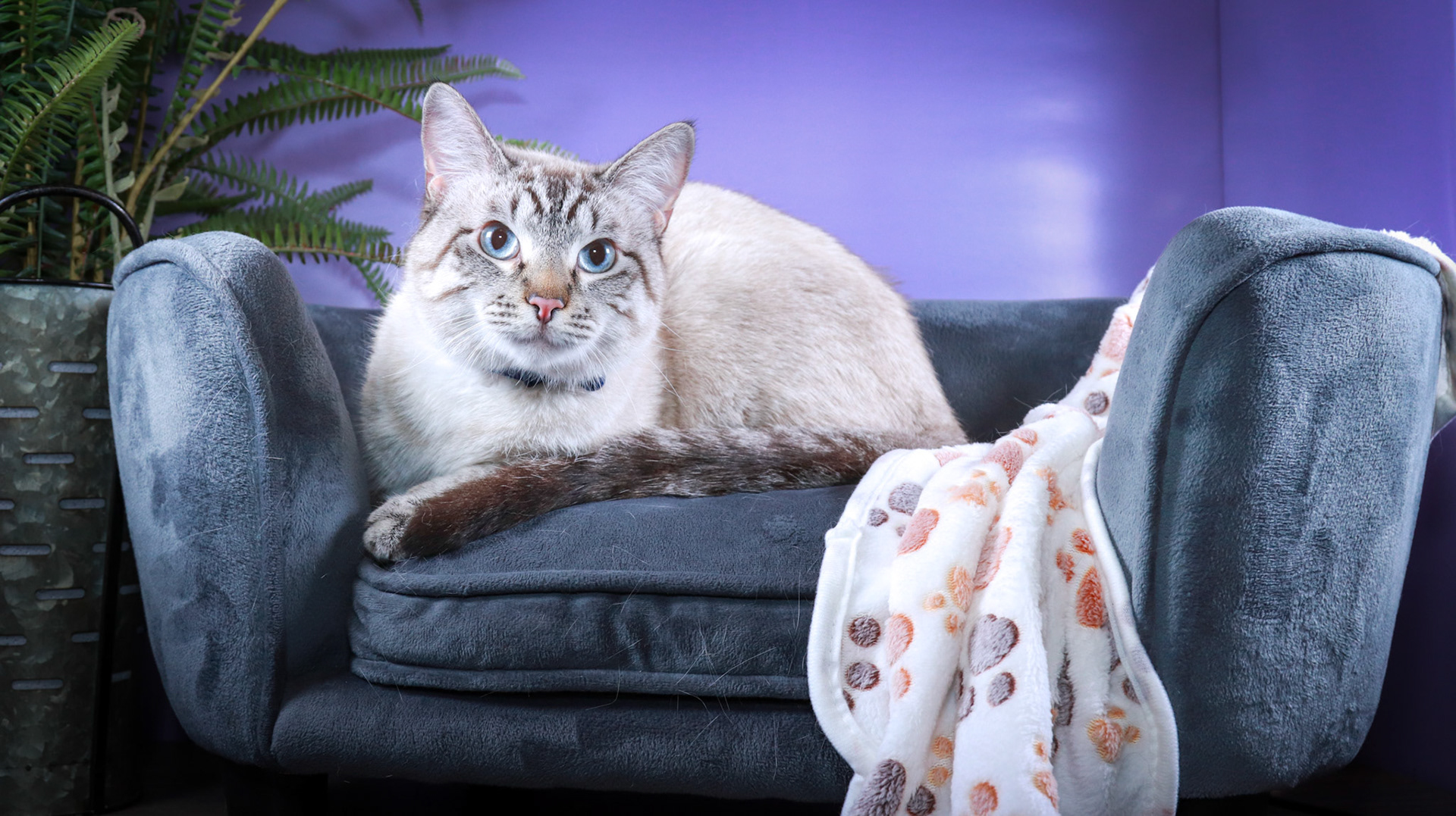 Dandelion (M-DSH-Lynx Point Siamese)