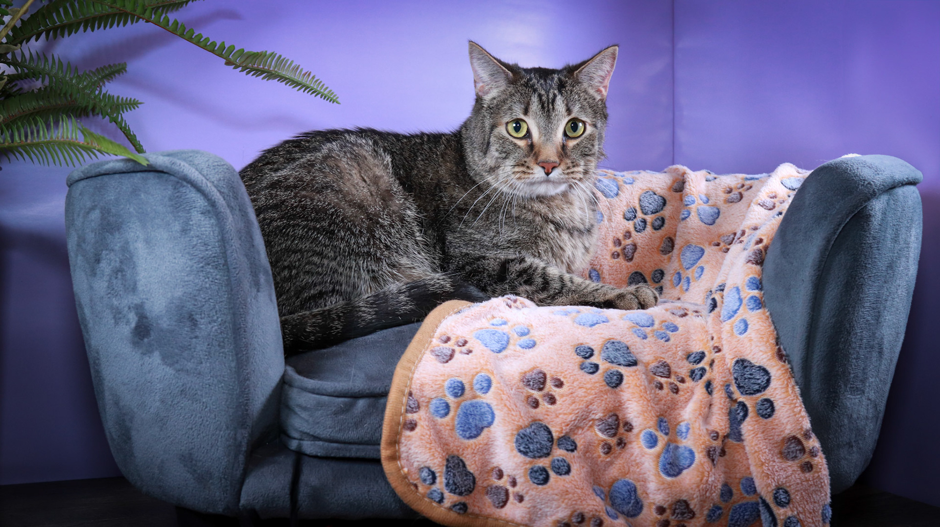 Timmy (M-DSH-Brown/Tabby)