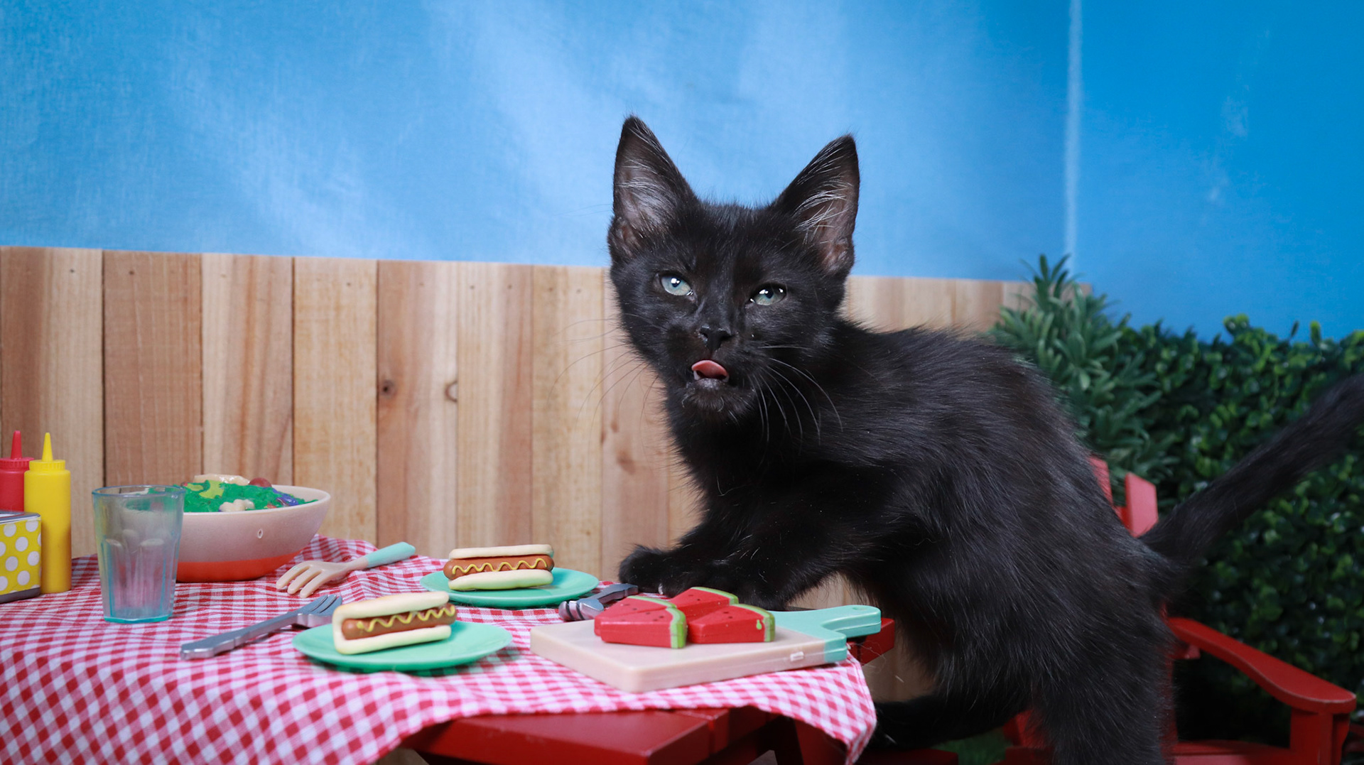 Sasquatch (M-DSH-Black/Polydactyl)