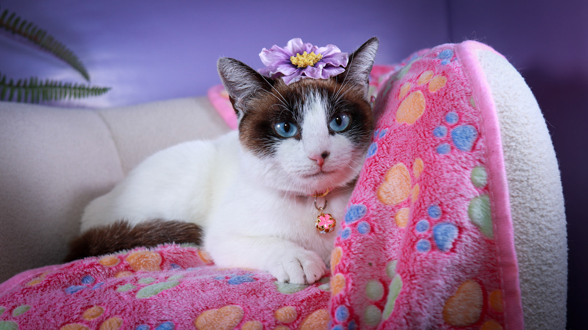Kilala (F-DSH-Snow Shoe Siamese)