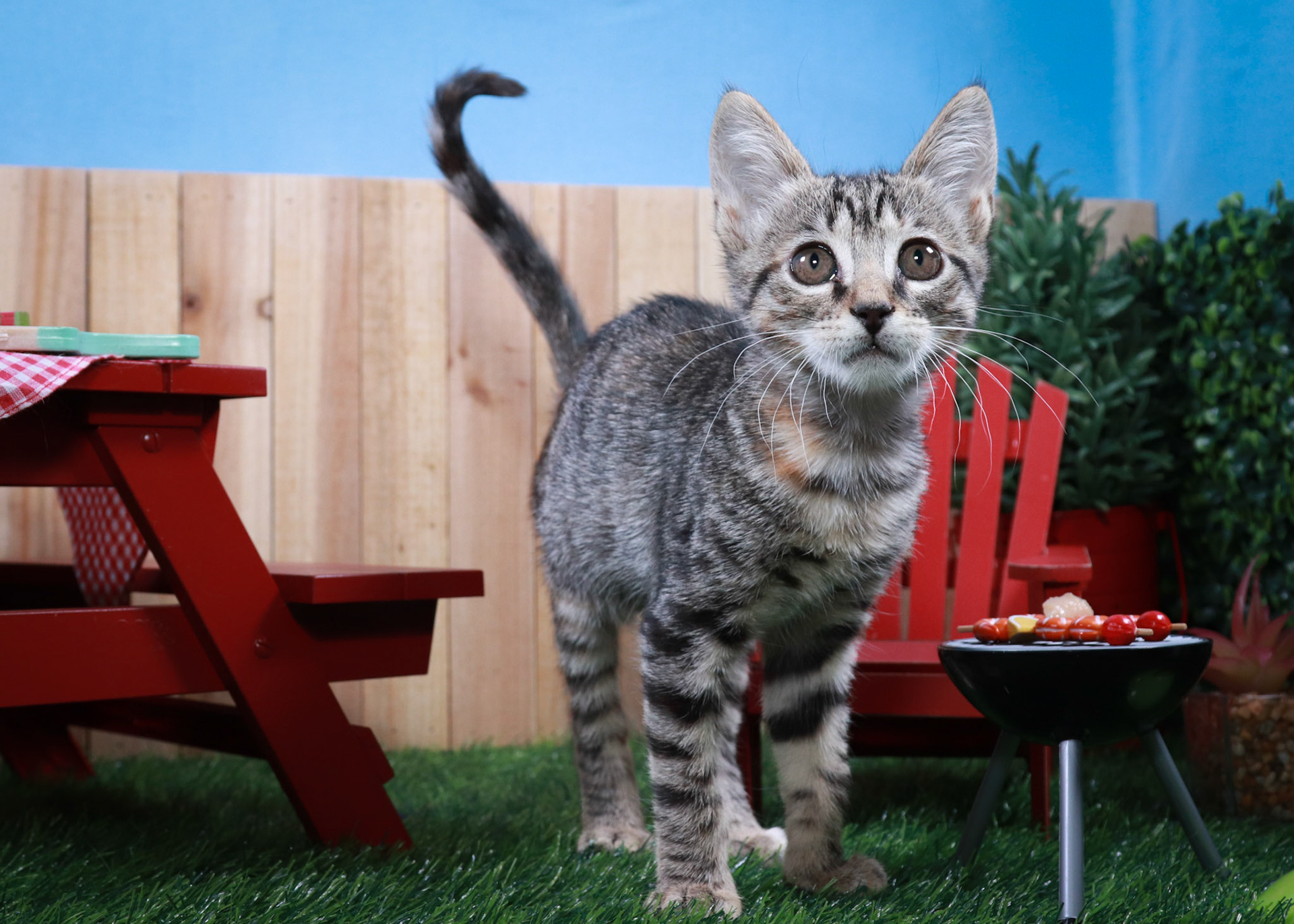 Toonces (F-DSH-Tabby)