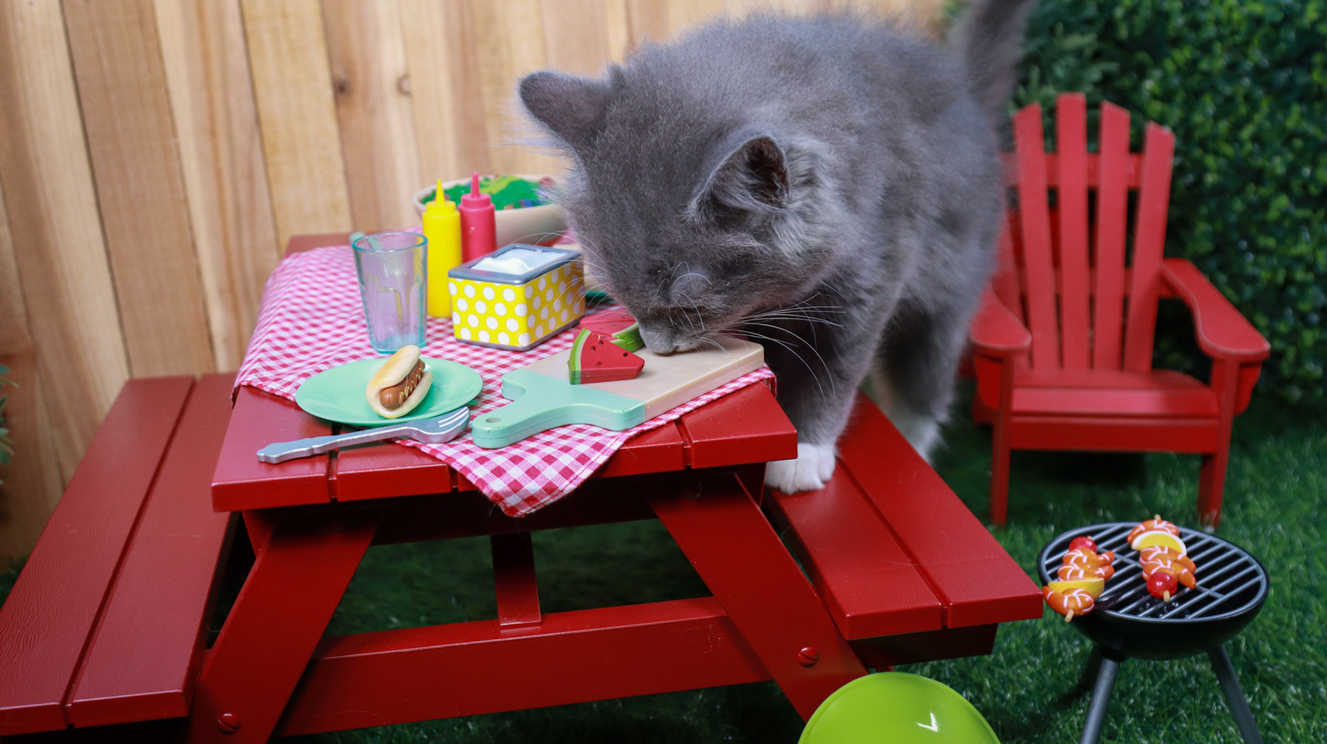 Milo (M-DMH-Grey/White/Tuxie)