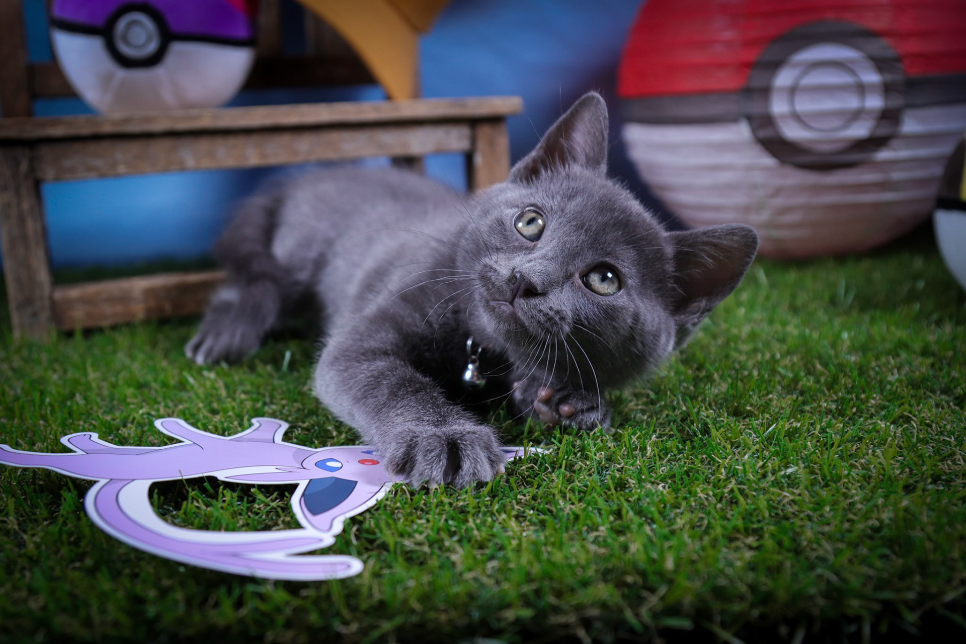 Espeon (F-DSH-Black)