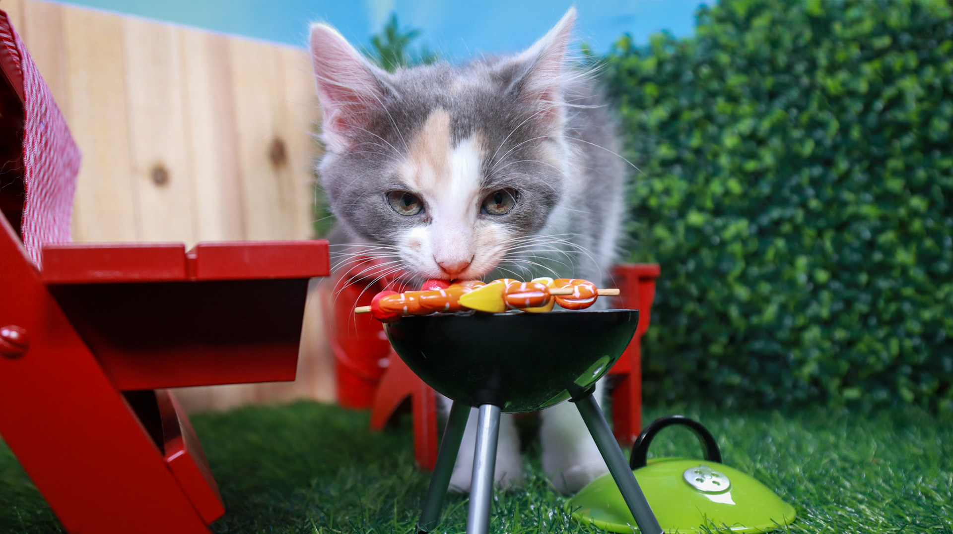 Truffles (F-DMH-Dilute/Calico)