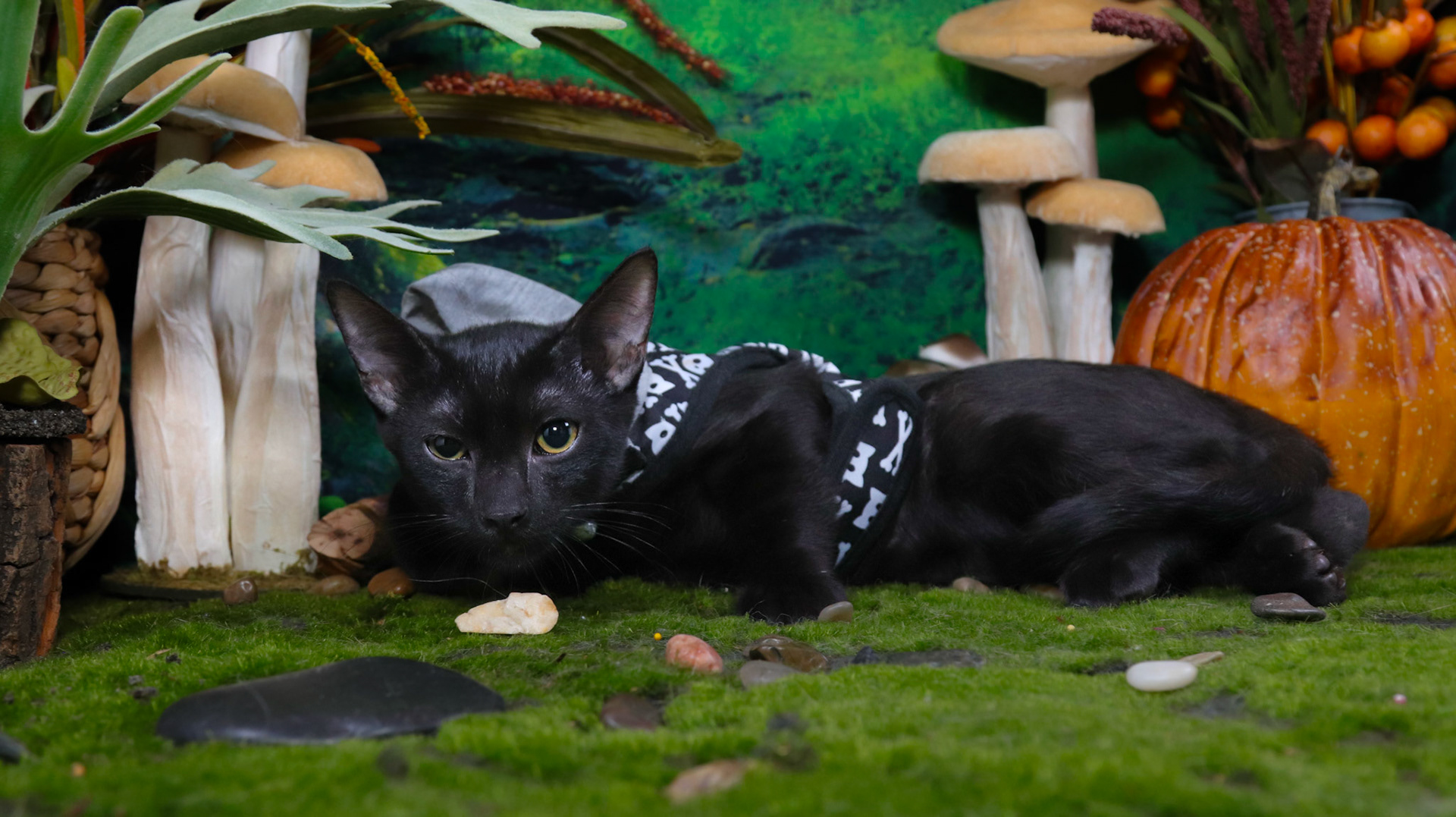 Raven (M-DSH-Black)