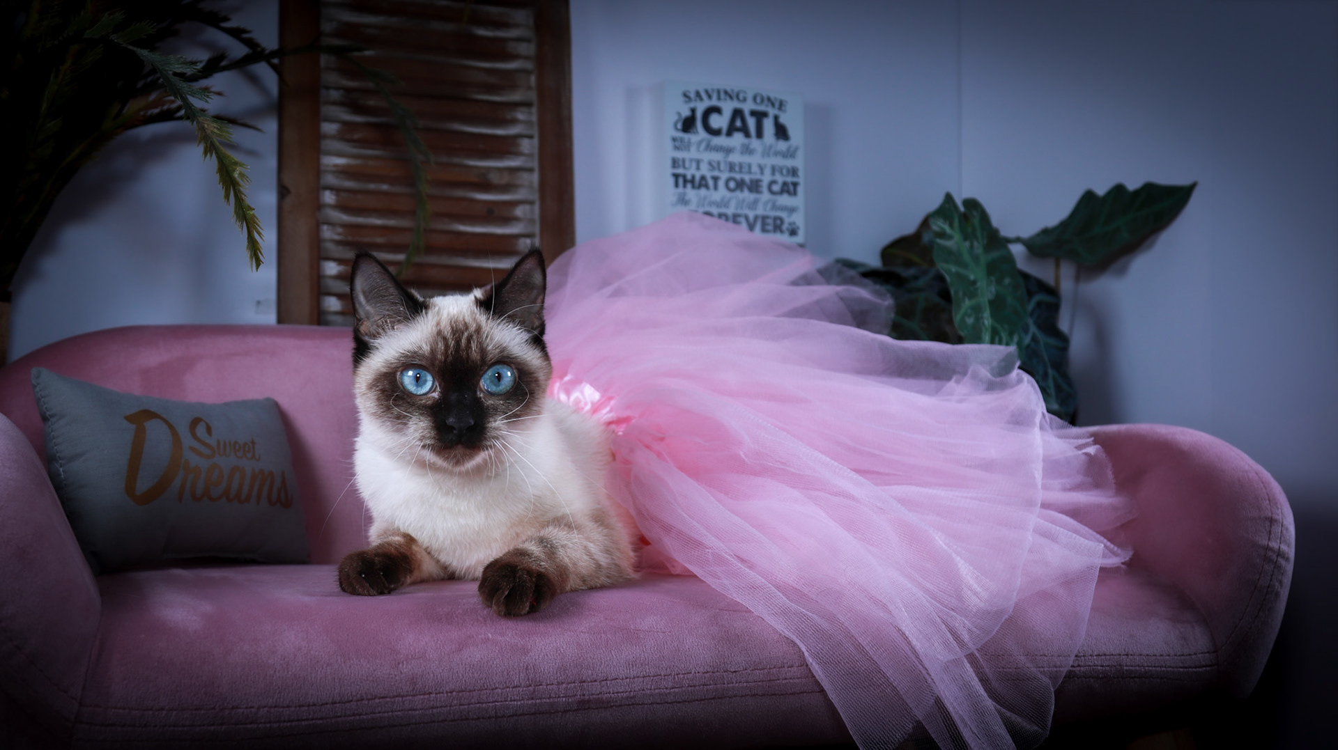 Meci (F-DSH-Seal Point Siamese)