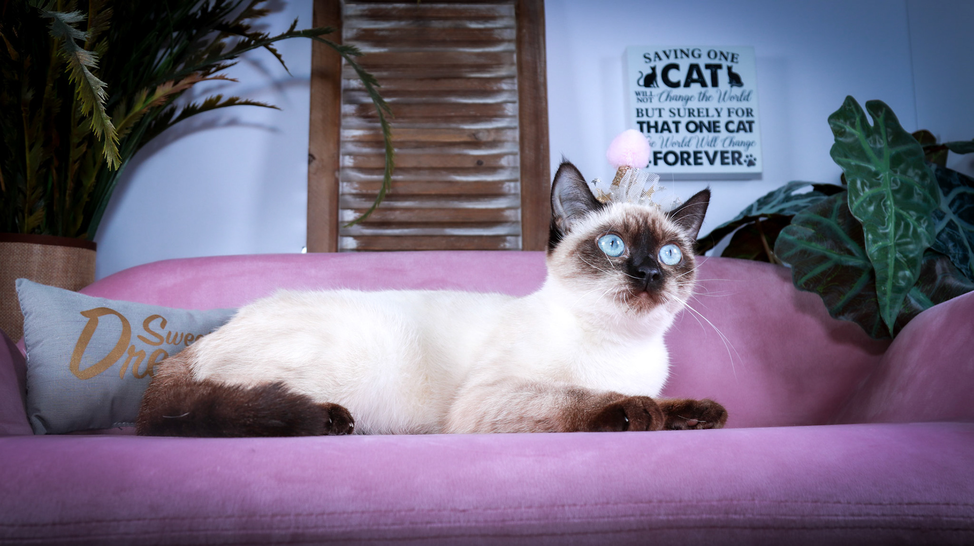 Meci (F-DSH-Seal Point Siamese)