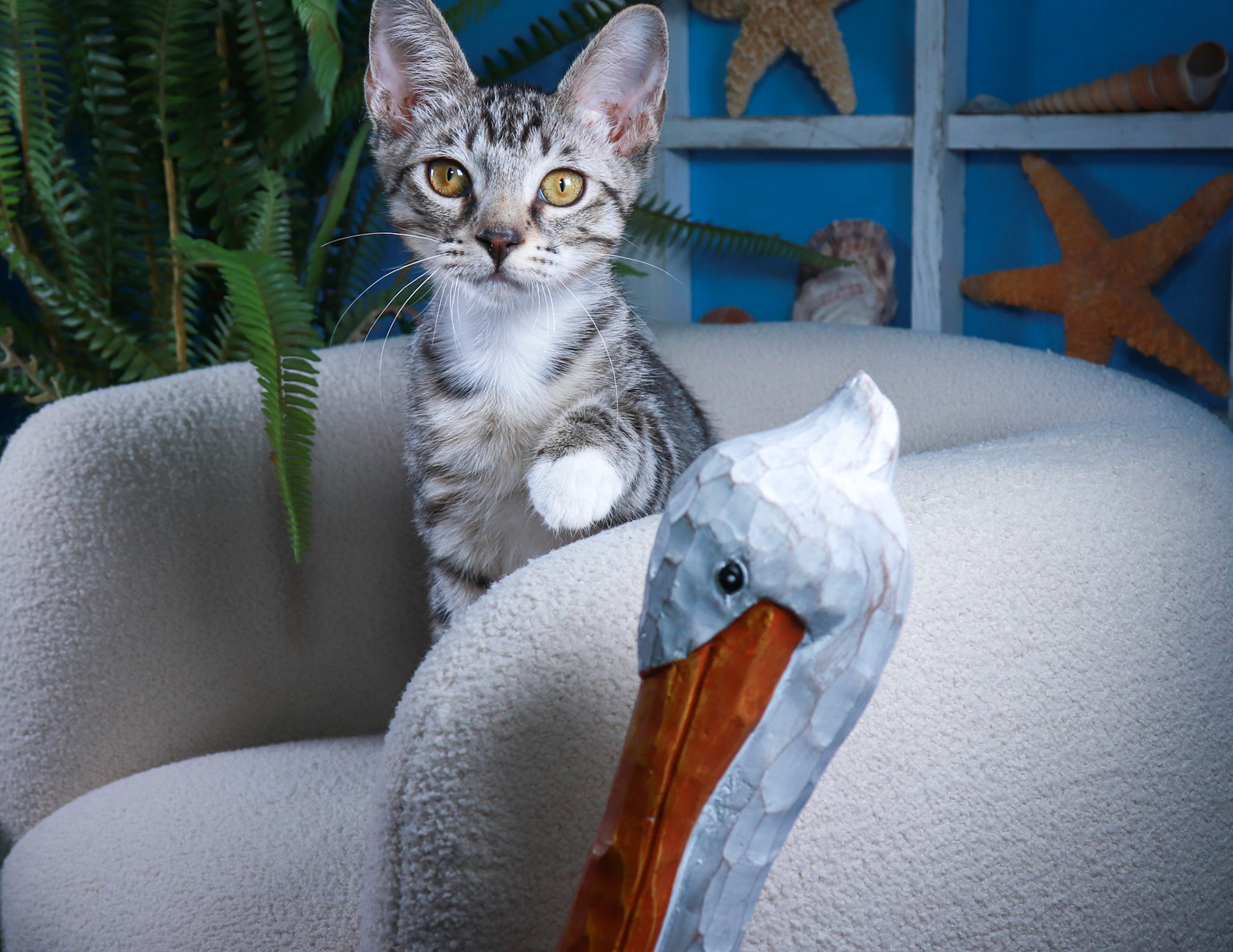 Whitefoot (F-DSH-Tabby/White)