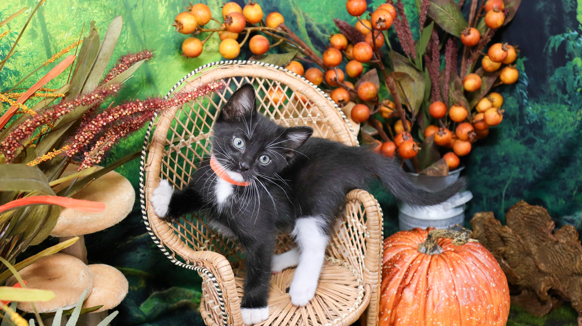 Ash (M-DSH-Black/White/Tuxie)