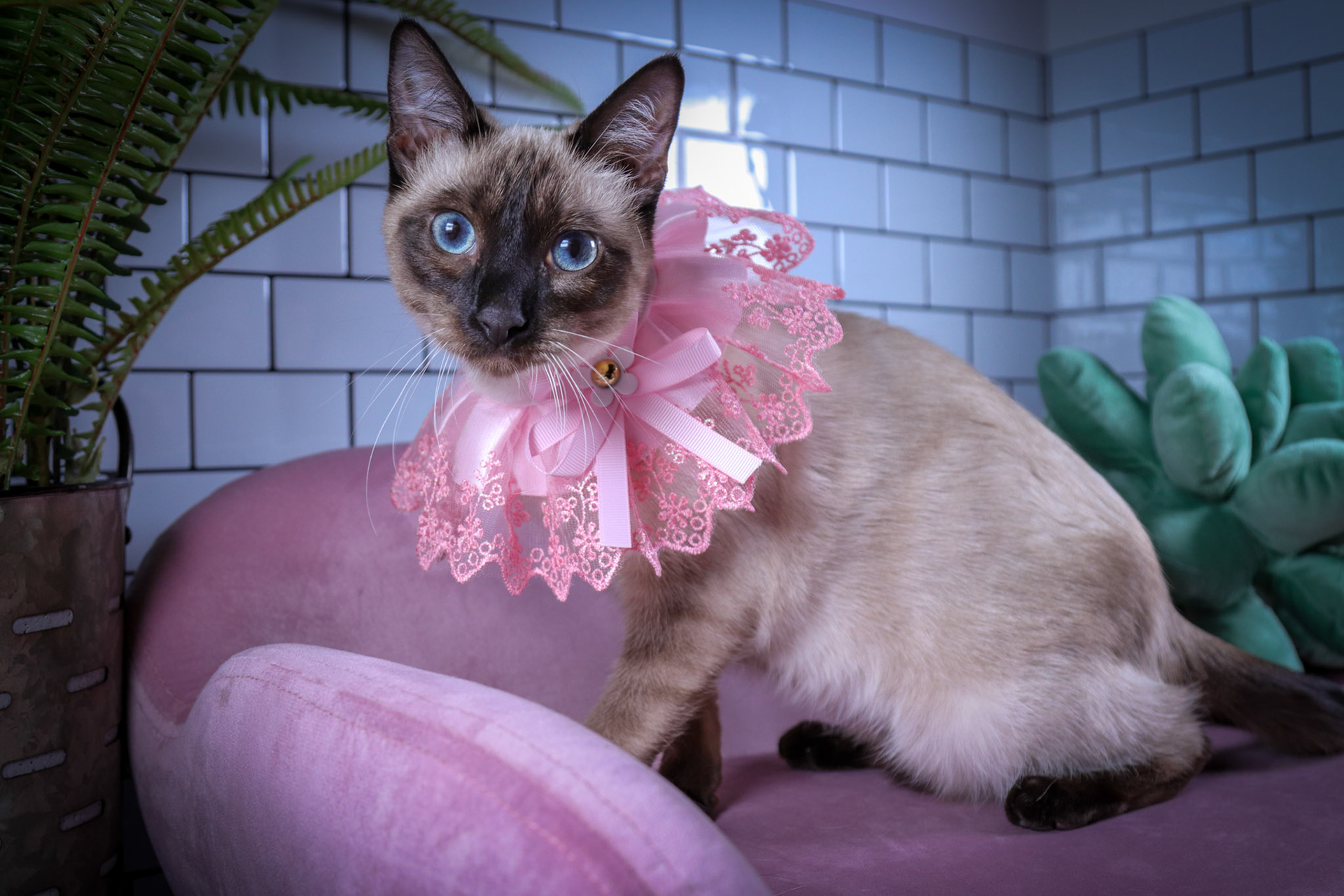 Lenore (F-DSH-Seal Point Siamese)