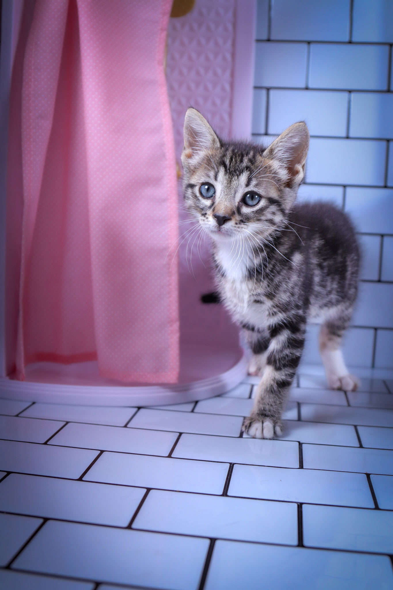 Milo (M-DSH-Tabby/White)