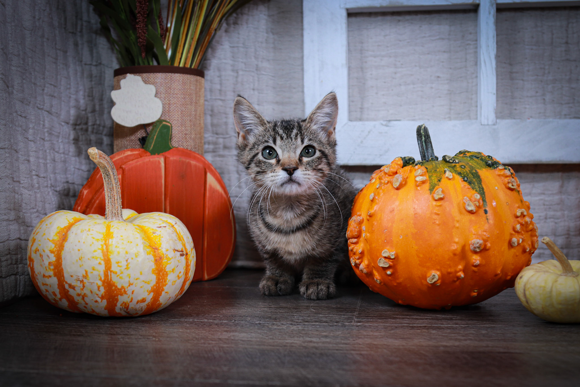 Gabrielle (F-DSH/Tabby)