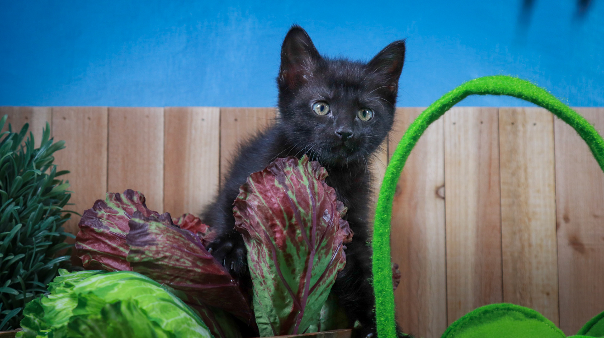 Lottie (F-DSH-Black)