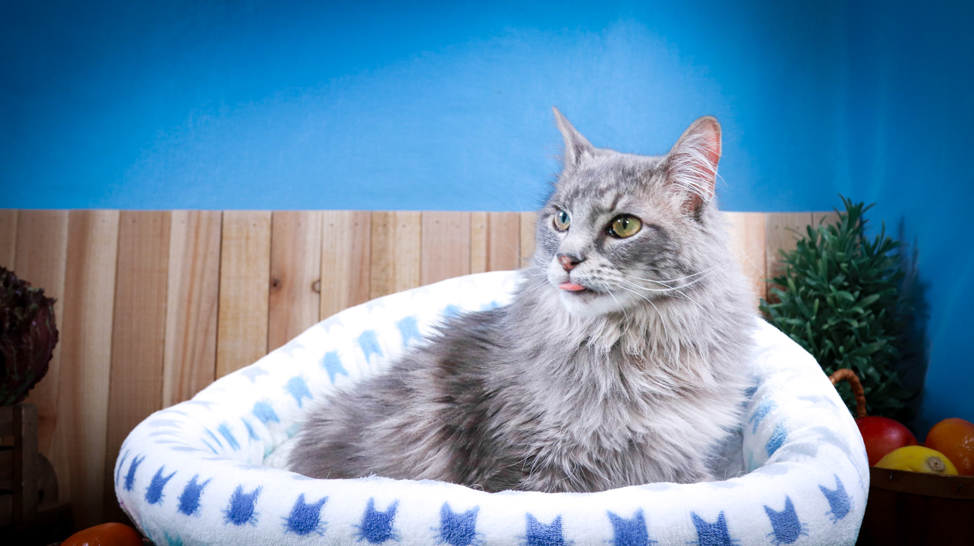 Rini (F-DSH-Tabby/White), Elven (M-DLH-Gray/Tabby)