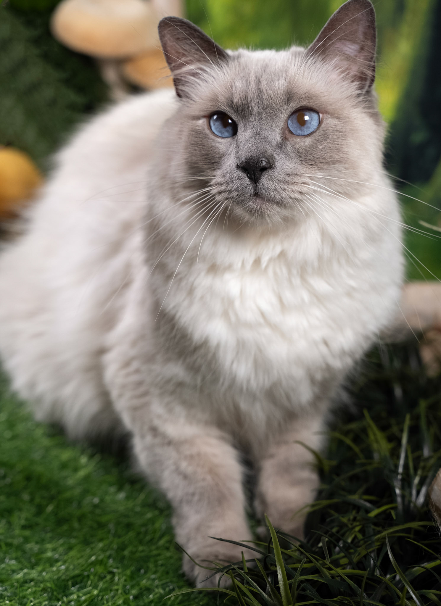 Luey (M-DLH-Blue Point Balinese)