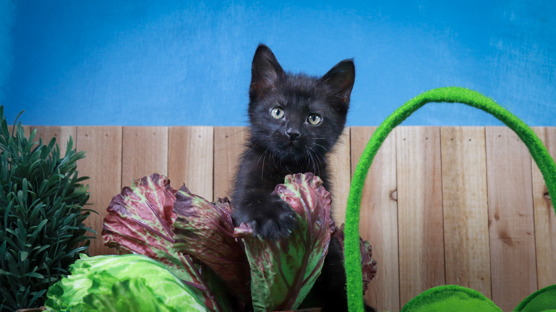 Lottie (F-DSH-Black)