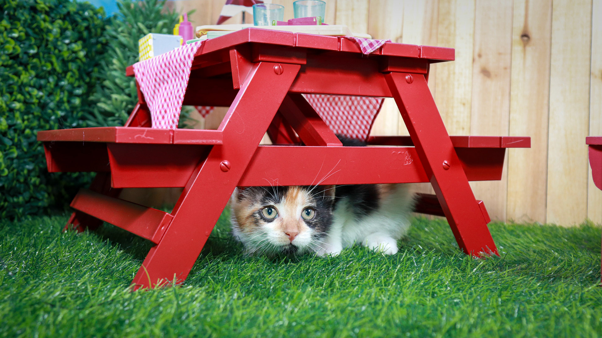 Calypso (F-DSH-Calico)