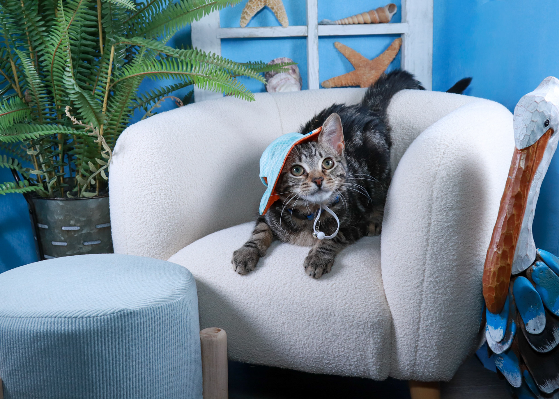 Nooki (F-DSH-Tabby)