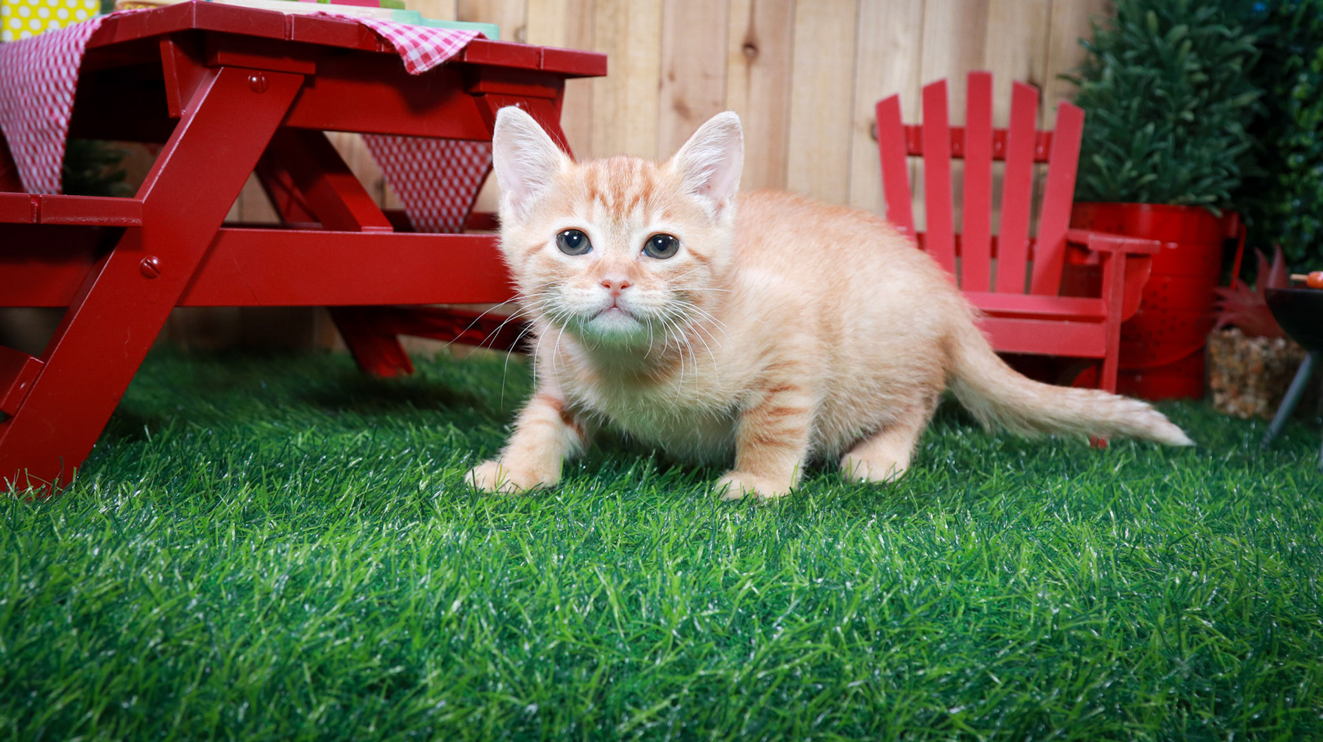 Bonnie (F-DSH-Ginger/Tabby)