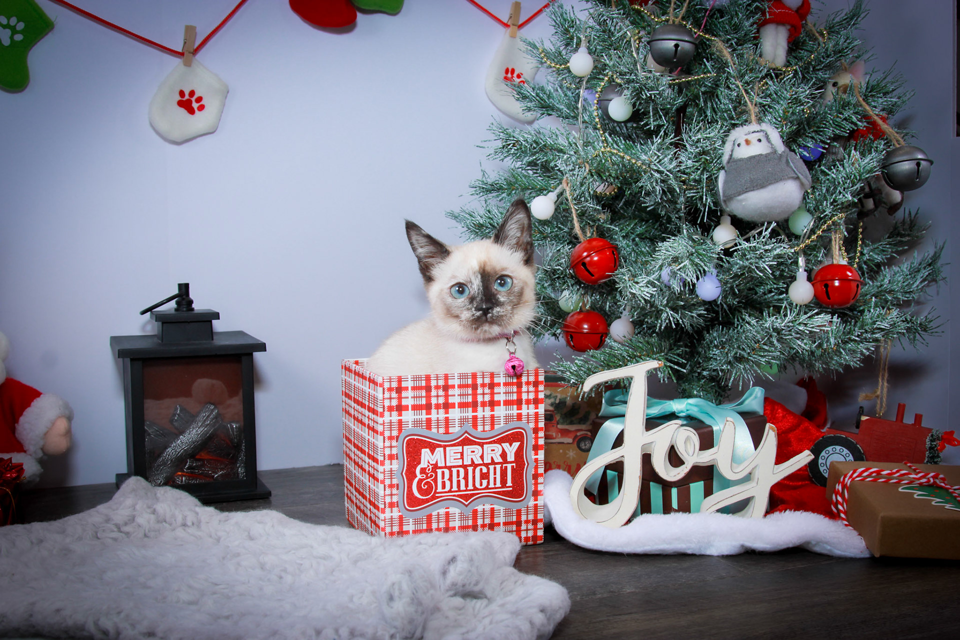 Maple (F-DSH-Tortie Pint Siamese)