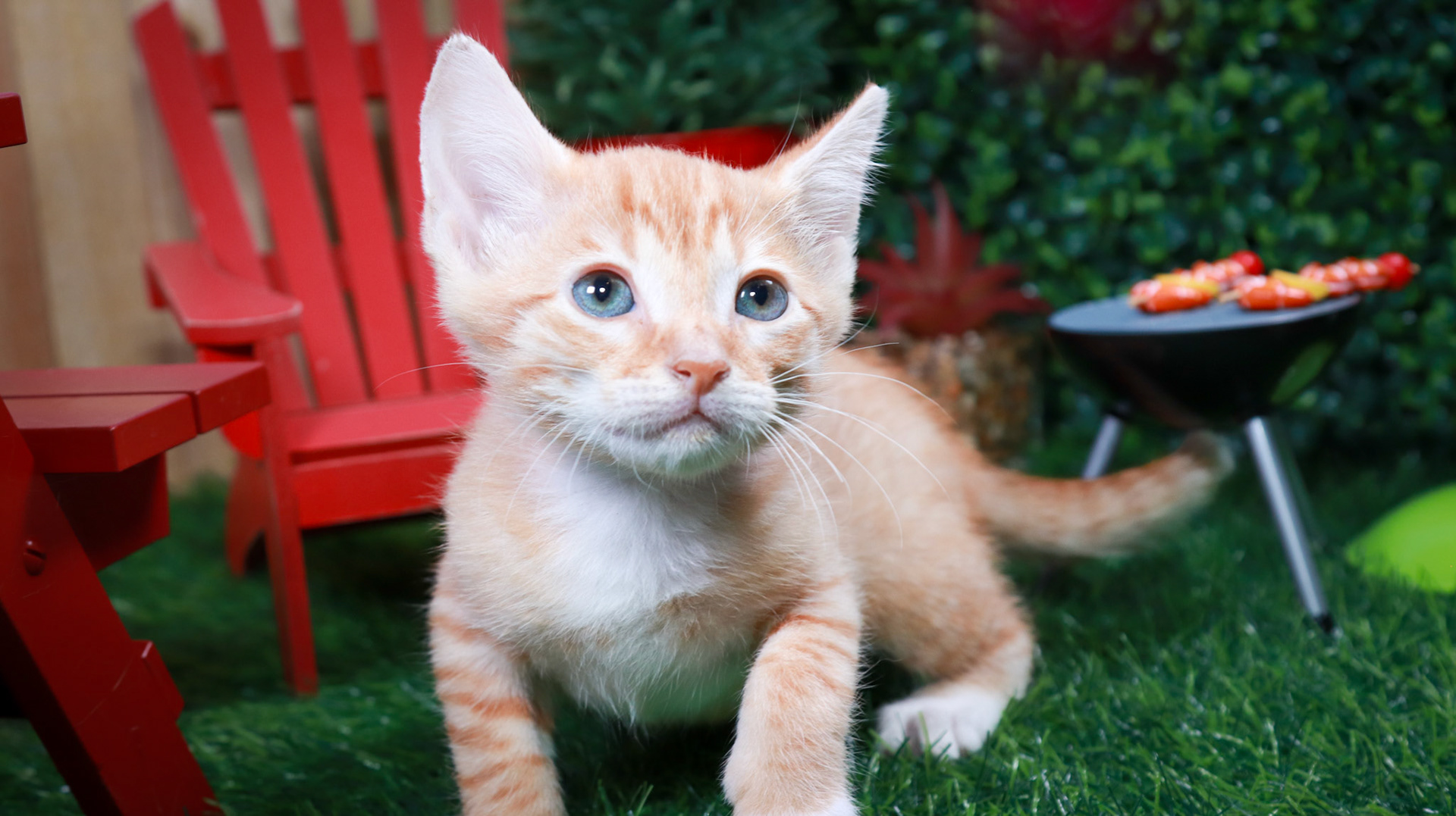 Dobbie (M-DSH-Ginger/White/Tuxie)