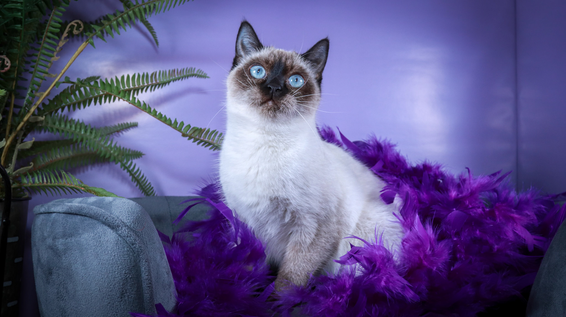 Meci (F-DSH-Seal Point Siamese)