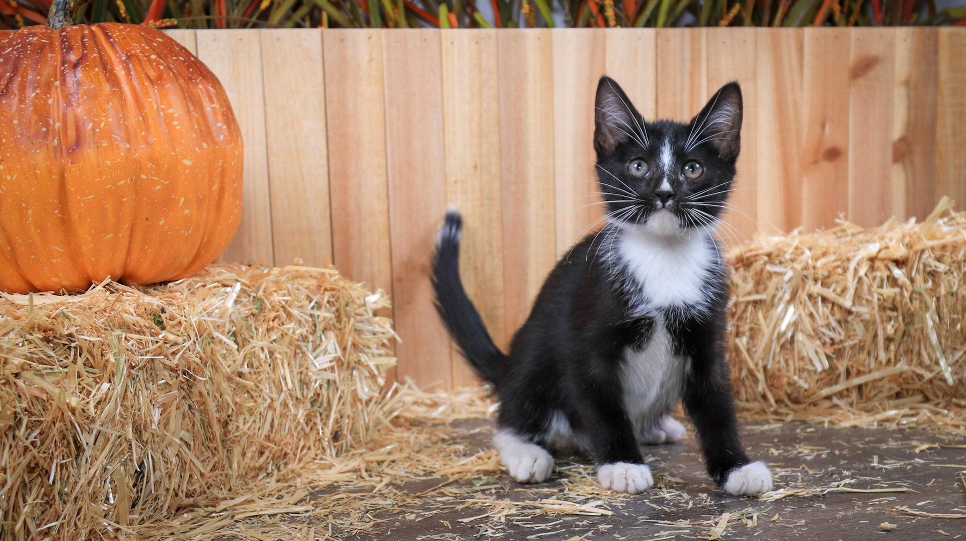 Ringo (M-DSH-Black/White/Tuxedo)