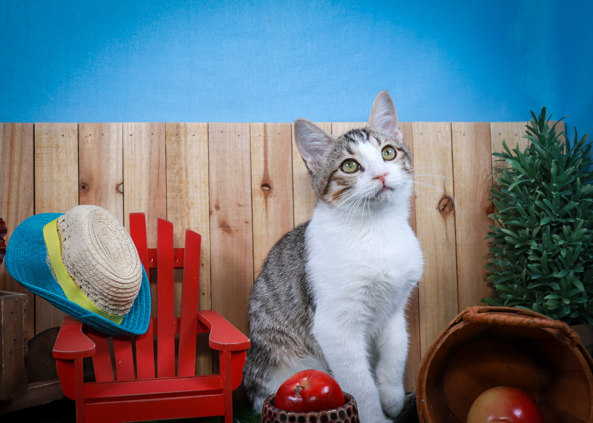 Dandy (M-DSH-Tabby/White)
