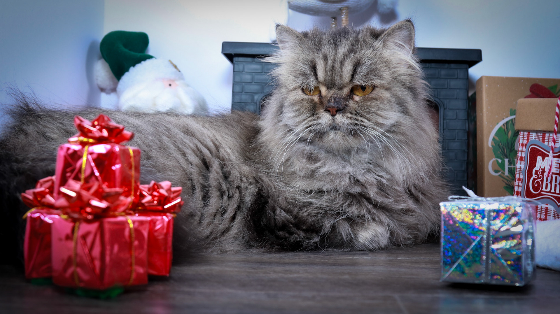 Petunia (F-DLH-Persian)