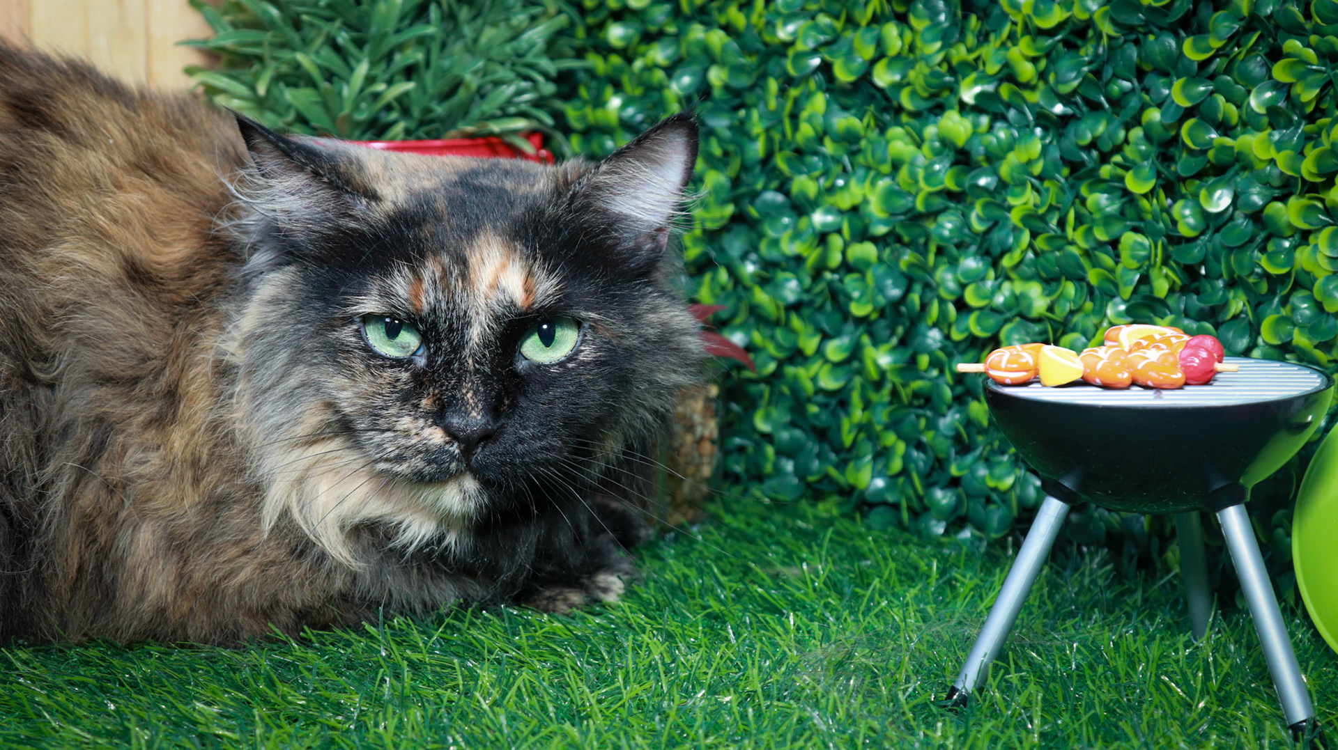 Tortina (F-DLH-Tortie/Manx)