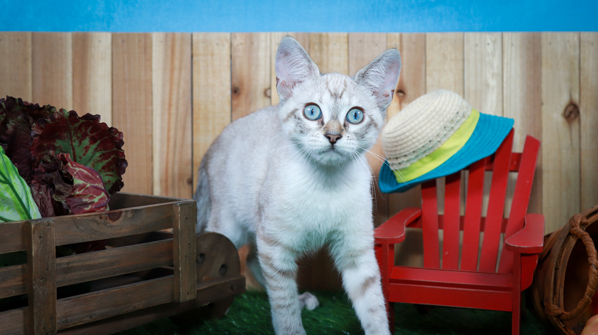 Daisey May (F-DSH-Lynx Point Siamese)